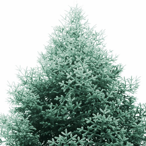 Banner Elk Christmas Tree Lighting.jpg